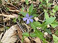 Kleines Immergrün (Vinca minor)