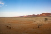 Trees in the Namib-Naukluft National Park