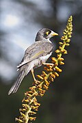 A Noisy Miner standing on a stalk containing small flowers.