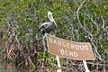 Pelecanus occidentalis 鹈鹕属 Brown Pelican