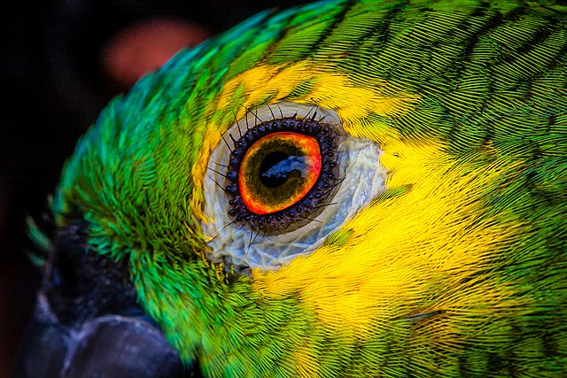 Крупный план глаза венесуэльского амазона (Amazona amazonica), Токантинс, Бразилия