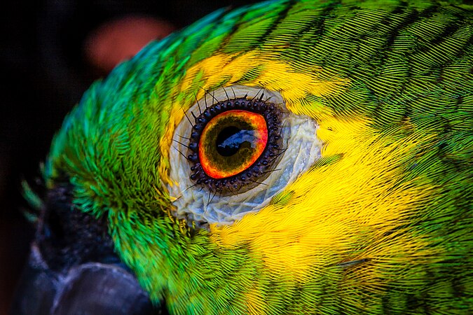 圖為橙翼亞馬遜鸚鵡（Amazona amazonica）的眼睛特寫，攝於巴西托坎廷斯州的賈拉潘國家公園。