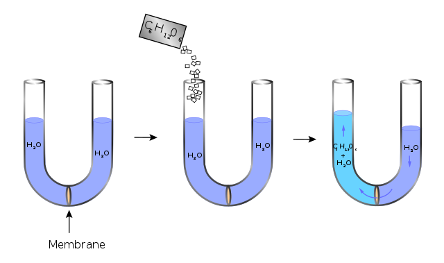 Progression: (1) a U-tube is filled with water and has a membrane in the middle (2) sugar is added to the left part (3) water crosses the membrane and fills the left side more than the right.