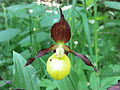 PP Soběchlebské terasy – črievičník papučkový (Cypripedium calceolus)