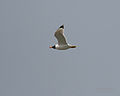 File:Pallas's Gull (Larus ichthyaetus) W IMG 6667.jpg