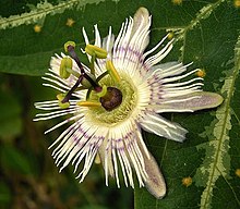 Passiflora 01 ies.jpg