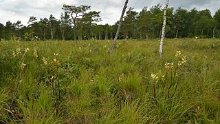 Habitat de Pedicularis sceptrum-carolinum en Estonie.