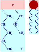 Štruktúra lipidu. Obrázok naľavo je zväčšenina pravého obrázku.