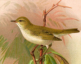 Phylloscopus bonelli.jpg