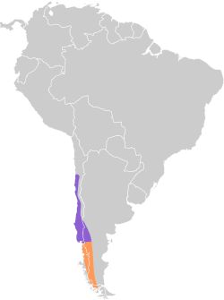 Distribución geográfica de la rara.