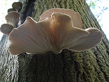 Pleurotus ostreatus, the oyster mushroom, naturally contains up to 2.8% lovastatin on a dry weight basis. Pleurotus ostreatus JPG7.jpg