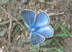 Vīķu zilenītis (Polyommatus amandus)