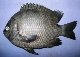 Pomacentrus tripunctatus