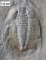 The Cambrian trilobite Prosaukia from Prairie du Sac.