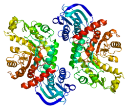 Белок HEXB PDB 1nou.png