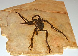 Скам'янілість Pseudocrypturus cercanaxius , Зоологічний музей, Копенгаген
