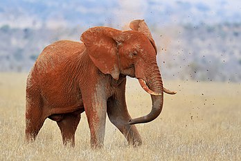 Un éléphant de savane du parc national de Tsavo East (Kenya). (définition réelle 4 770 × 3 183)