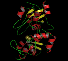 Modello tridimensionale dell'enzima