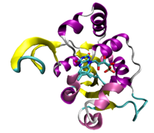 An example of the Rossmann fold, a structural domain of a decarboxylase enzyme from the bacterium Staphylococcus epidermidis (PDB: 1G5Q ) with a bound flavin mononucleotide cofactor Rossmann-fold-1g5q.png