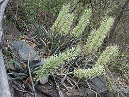 Dracaena aethiopica