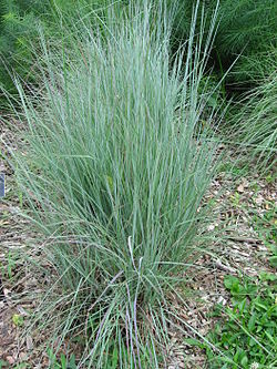 Preeriahahtuheinä (Schizachyrium scoparium)