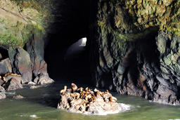 Морской Лев-Пещеры.png
