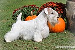 Miniatura Sealyham terrier