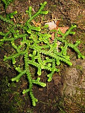 Selaginella denticulata