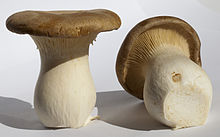 Photographie de deux champignons blancs.