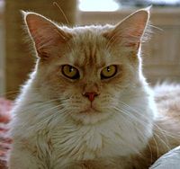 Cream shaded Maine Coon