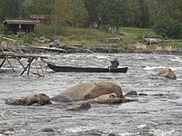 Sikhåvning i Kukkolaforsen år 2011.