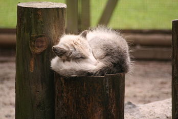 Un renard polaire (Alopex lagopus) endormi, au parc naturel de Silz (Rhénanie-Palatinat, Allemagne). (définition réelle 3 456 × 2 304*)
