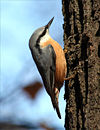 A Wood Nuthatch (Sitta europaea)