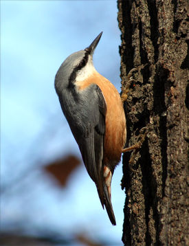 Pähkinänakkeli (Sitta europaea)