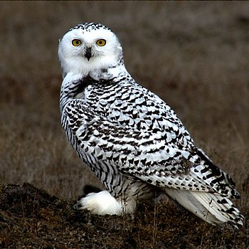 Young Snowy Owl on the tundra at Barrow Alaska.