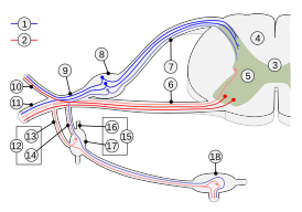 Схема спинномозгового нерва и симпатических ганглиев. Волокна: 1. чувствительные 2. двигательные. 3. Спинной мозг 4. белое вещество, 5. серое вещество. Корешки спинномозговых нервов: 6. передний и 7. задний . 8. Спинномозговой ганглий, 9. Спинномозговой нерв. Ветви: 10. дорсальная, 11. вентральная. 12. Соединительные ветви : 13. белые, 14. серые. 15. Симпатический ствол: 16.Межганглионарная ветвь, 17.Паравертебральный ганглий, 18.Превертебральный ганглий .