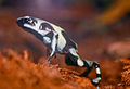 Image 9Poison dart frog