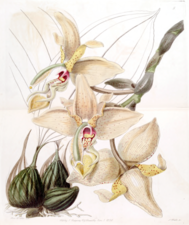 Stanhopea quadricornis