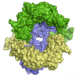 Streptokinase C