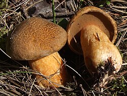 http://upload.wikimedia.org/wikipedia/commons/thumb/f/f6/Suillus_variegatus_G28.jpg/250px-Suillus_variegatus_G28.jpg