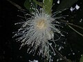 fleur de Syzygium ;