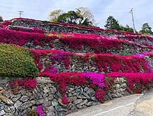 高開の石積み、徳島県吉野川市美郷