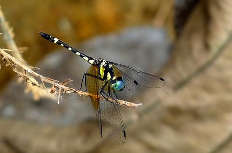 Tetrathemis platyptera (ആൺതുമ്പി)