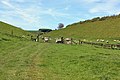 The Chalkland Way ascends Thixen Dale