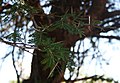 Vachellia robusta