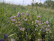 Bunga ungu pada alfalfa