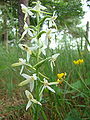 Lesser Butterfly-orchids in a wood near Müden (Örtze)