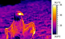 Thermographic image of an eagle, thermoregulating using his wings