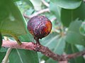 Xanthostemon paradoxus очень спелый плод.