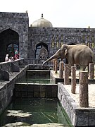Éléphant d'Asie du Palais d’Ani.